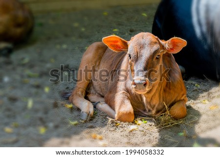 Brown calf on a cow farm on a summer day. Cute pet. 