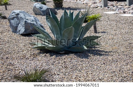 View of a succulent garden with an Agave ovatifolium also know as whales tongue agave. 