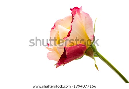 yellow-red rose isolated on white background