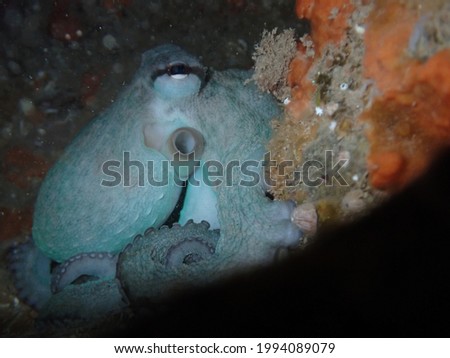 Octopus hidden between rocks underwater, macro suckers (suction cups). Nature concept