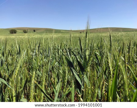 close-up immature wheat ears,close-up wheat plant,green wheat ears,