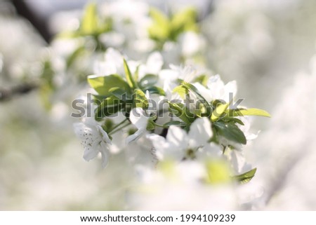 flowers lilac cherry first flowers bush with flowers floral white flowers buds 