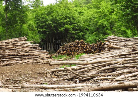 Raised trees for felling, timber harvesting stage.