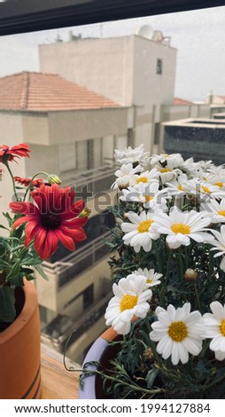 Urban Garden balcony with flowers