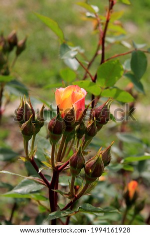 
Yellow rose.
The flower is golden in color. Tea rose bud. Yellow rose in the garden. Close-up. Background picture.