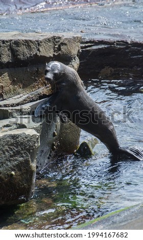 baby seal pup posing on rock