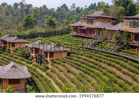 Photo of village in tea field