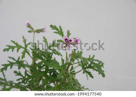 Pelargonium radula, Scented Geranium, crowfoot geranium, 
balsam geranium with strongly aromatic foliage, purple - pink flowers, on grey background