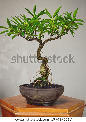 Beautiful and artistic banyan tree bonsai art