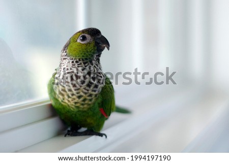 happy cute Young black capped conure hanging out on a window sill enjoying the moment  Royalty-Free Stock Photo #1994197190