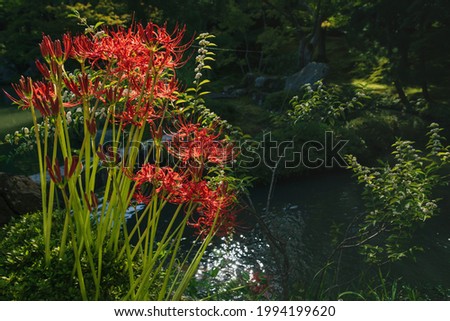 Sunlit blooming red spider lily, Lycoris radiata, in japanese zen garden in front of pond in Kyoto, Japan