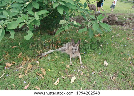 A kangaroo resting under a tree