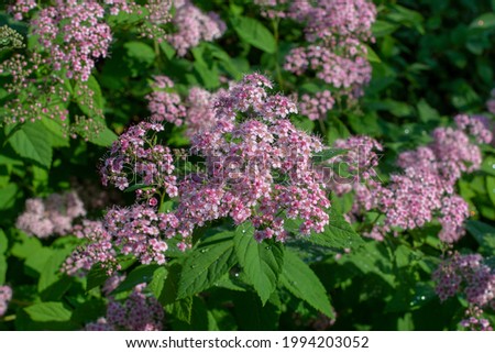 Spiraea japonica (Japanese spirea) or Japanese meadowsweet. Little Princess blooming in the summer. Royalty-Free Stock Photo #1994203052