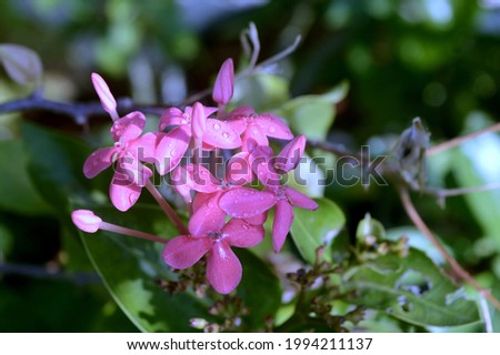 Beautiful pink soka flower with drops of morning dew