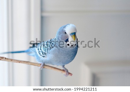Handsome Young happy male Blue Budgie Mauve Budgie perched on a tree branch singing and playing Royalty-Free Stock Photo #1994221211