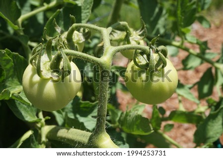 Unripped Tomatoes on the vine