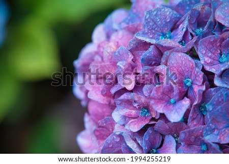 Water droplets on a hydrangea after rain.