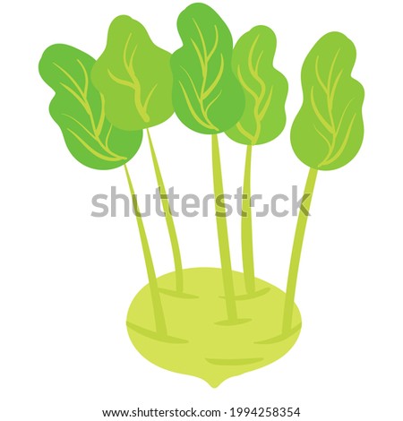 Kohlrabi vegetable, natural healthy organic nutrition product. Vector doodle cartoon flat trendy illustration hand drawn isolated