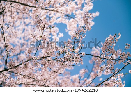 Cherry blossoms are in bloom against the blue sky. Scientific name is Prunus incamp cv. Okame.