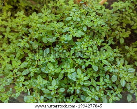 Artilerry Plant or Pilea microphylla also known as rockweed, artillery plant, gunpowder plant or brilhantina very beautiful small leafy green plants good for background.  Royalty-Free Stock Photo #1994277845