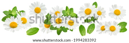 Camomile flowers and mint set isolated on white background. Package design element with clipping path