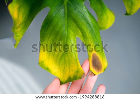 A female hand holds a monstera leaf with black and yellow spot due to over watering the plant. Plant disease. Royalty-Free Stock Photo #1994288816