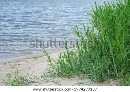 Sea shore with reeds. Green stems and leaves of reeds on the sandy shore. Summer, daytime. Shooting from the shore toward the water.