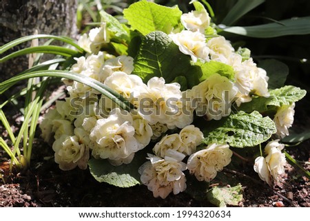 White color Primrose Vanilla (Primula Belarina) flowers in a garden in May 2021. Idea for postcards, greetings, invitations, posters and Birthday decoration, background