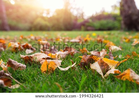 Low angle POV scenery multicoloroed bright vibrant oak and maple first fallen dry leaves on green grass lawn at campus yard or city park garden in september. Autumnal scenic nature foliage backgound Royalty-Free Stock Photo #1994326421