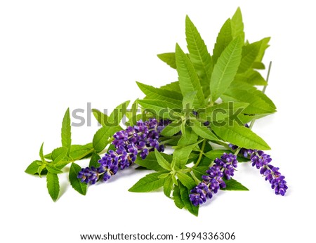 
Lemon verbena and lavender isolated on white background Royalty-Free Stock Photo #1994336306