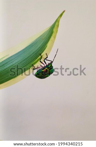 beautiful and awesome picture of a beetle perching on a green leaf