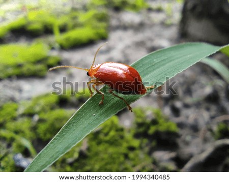 The macro of Red melon beetle (Aulacophora africana) on leaf