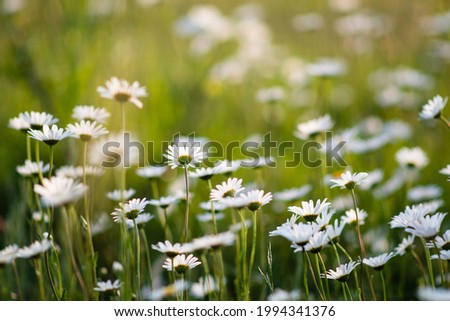 Wildflowers chamomile bloom in the field. Chamomile close-up. Selective focus. Chamomile field. Summer landscape