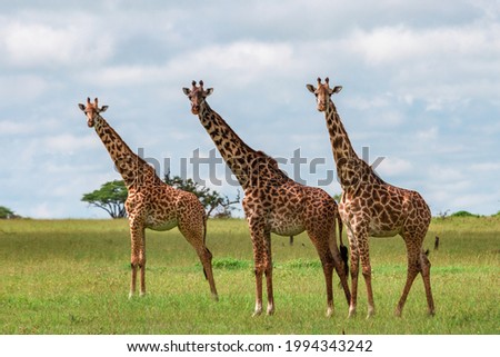 A scenic shot of three large giraffes in the Grumeti Game Reserve in Serengeti, Tanzania Royalty-Free Stock Photo #1994343242
