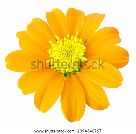 Close up, Single yellow zinnia flower blossom blooming isolated on pure red orange background for stock photo, house plants, spring floral