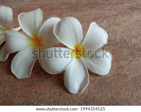 Close-up, White plumeria flowers in full bloom on cement texture background for stock photo, Frangipani, Temple tree, Graveyard Tree, Summer plants