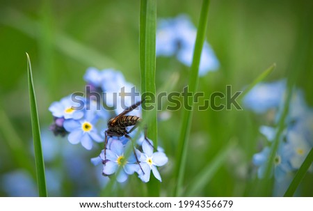 Insect on Scorpion grasses (Myosotis)