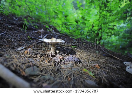 Close up of wild forest mushroom in the woods
