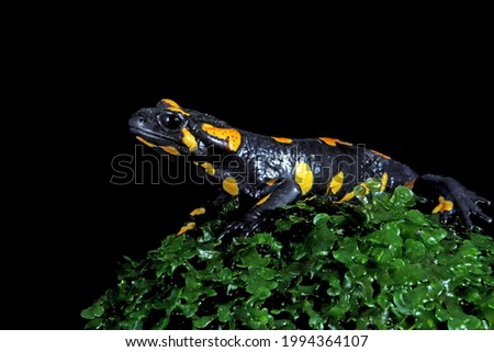 Fire salamander perched on mossy wood on black background.