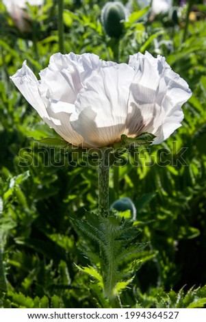Blooming white peony flower in foliage 