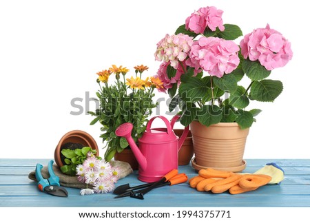 Beautiful potted plants and gardening equipment on blue wooden table against white background