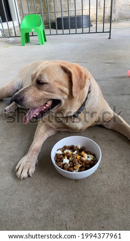 Labrador dog looking bored with food in the bowl in front of him.