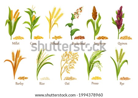 Grass cereal crops, agricultural plant vector illustration. Set heap grains seeds, farm crop harvest. Cereal plants of rice, wheat, corn, rye, barley, millet, buckwheat, sorghum, oat, quinoa, proso. Royalty-Free Stock Photo #1994378960