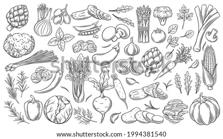 Vegetables outline vector icons set. Monochrome artichoke, leek, culinary herbs, corn, garlic, cucumber, pepper, onion, celery, asparagus, cabbage and ets. Royalty-Free Stock Photo #1994381540