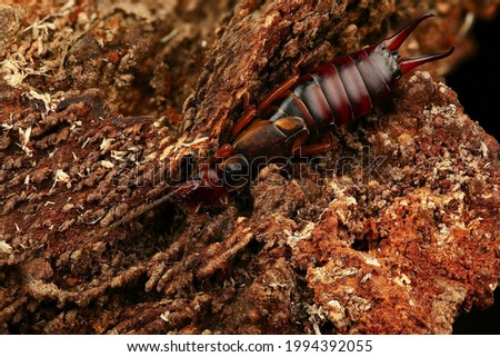 macro photography of the scolopendra