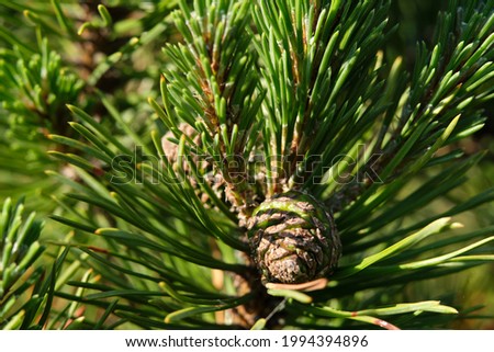 pine cone in a garden closeup macro photo