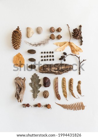 Flat lay autumn composition. Knolling made of various fall forest materials. Top view, copy space