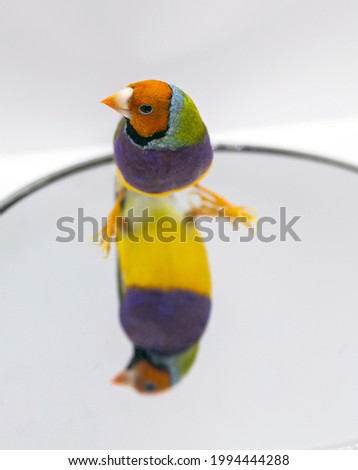 Gouldian Finch series. Green, with an orange head and purple breasts, male. Portrait in profile. In the mirror, with reflection.