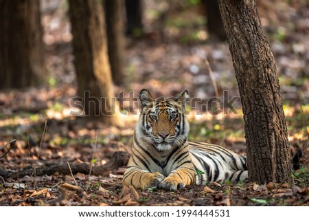 Indian wild royal bengal male tiger portrait in open at bandhavgarh national park or tiger reserve umaria madhya pradesh india - panthera tigris tigris