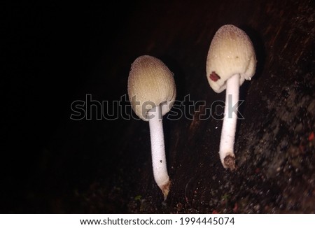 mushroom in night time photography 